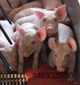 healthy-piglets.jpg