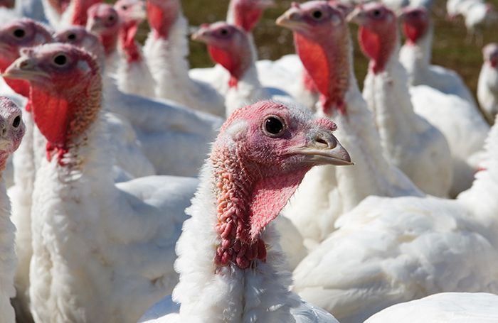 Which companies produce Latin America's turkey meat? | WATTAgNet |  WATTPoultry