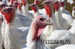 white-turkey-flock
